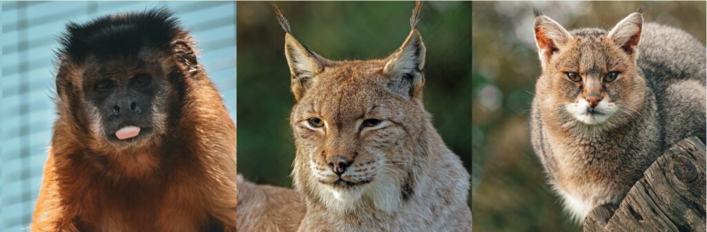 two wild cats and a ,onkey form the exotic pet refuge in peterborough
